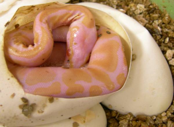 Albino hatchling