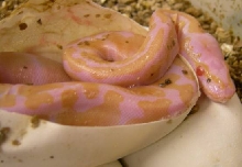 Albino hatchling
