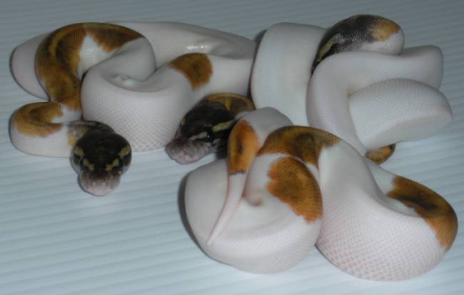WFR "White Gold" after first shed