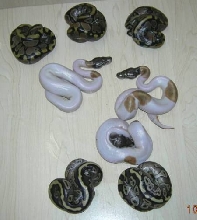 Mojave Pied Clutch