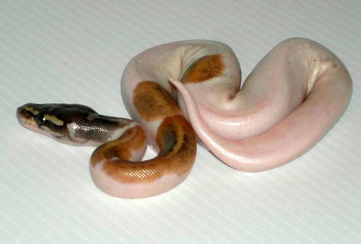 Mojave Pieds