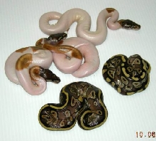 Mojave Pieds & Mojave PH Pieds