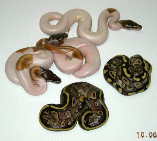 Mojave Pieds & Mojave PH Pieds