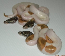 Mojave Pied