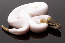 WhiteGold 1