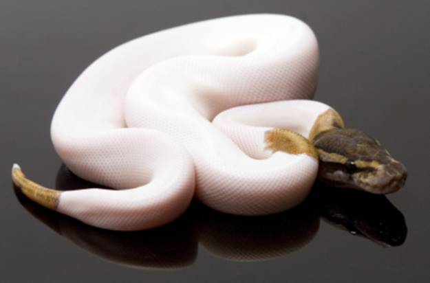 WhiteGold 1