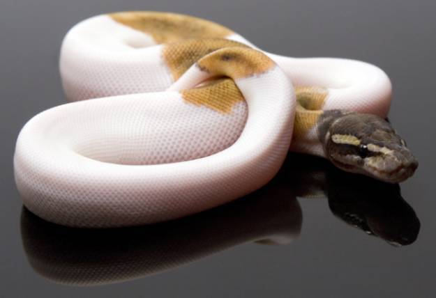 White Gold 2