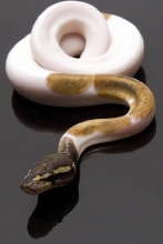 White Gold 3