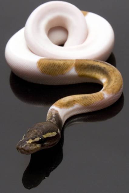 White Gold 3