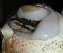 Mojave Pied?
