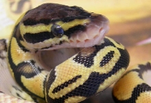 06 Pastel Hatchling