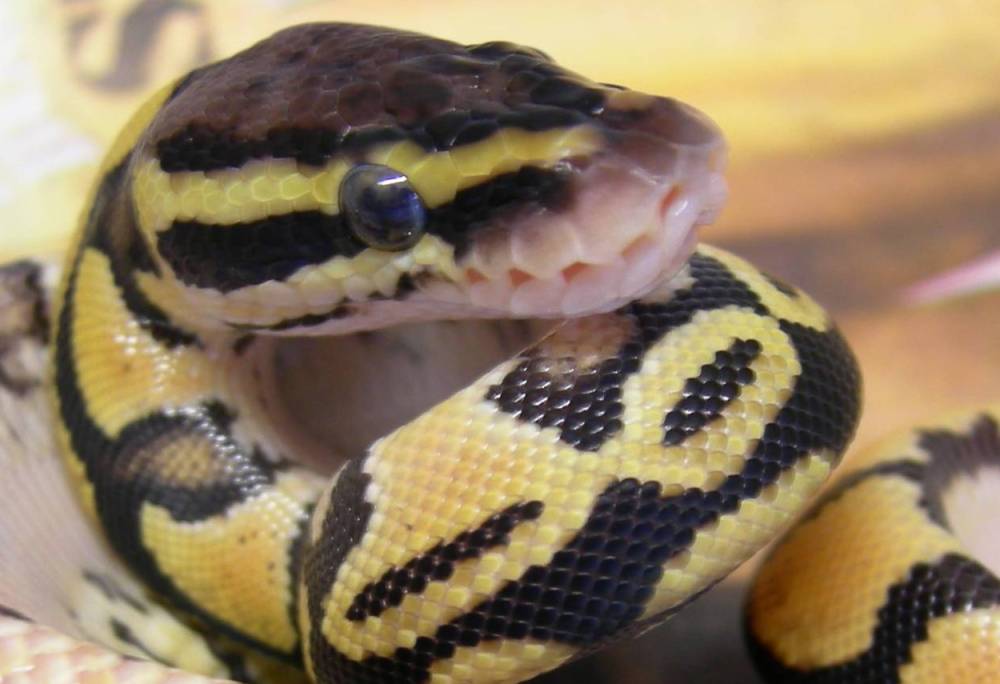 06 Pastel Hatchling
