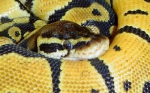 Pastel close up