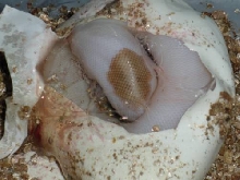 Mojave Pied?