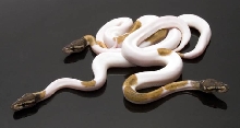 WFReptiles "WhiteGold"