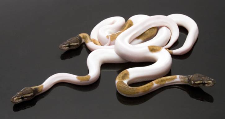 WFReptiles "WhiteGold"