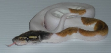 WFReptiles "White Gold"