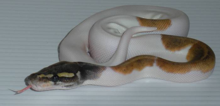 WFReptiles "White Gold"