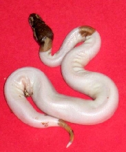 Mojave pied?