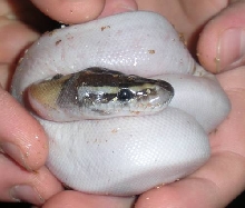 Mojave Pied?
