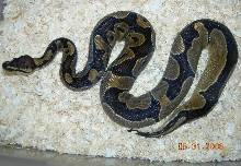 reduced pattern female
