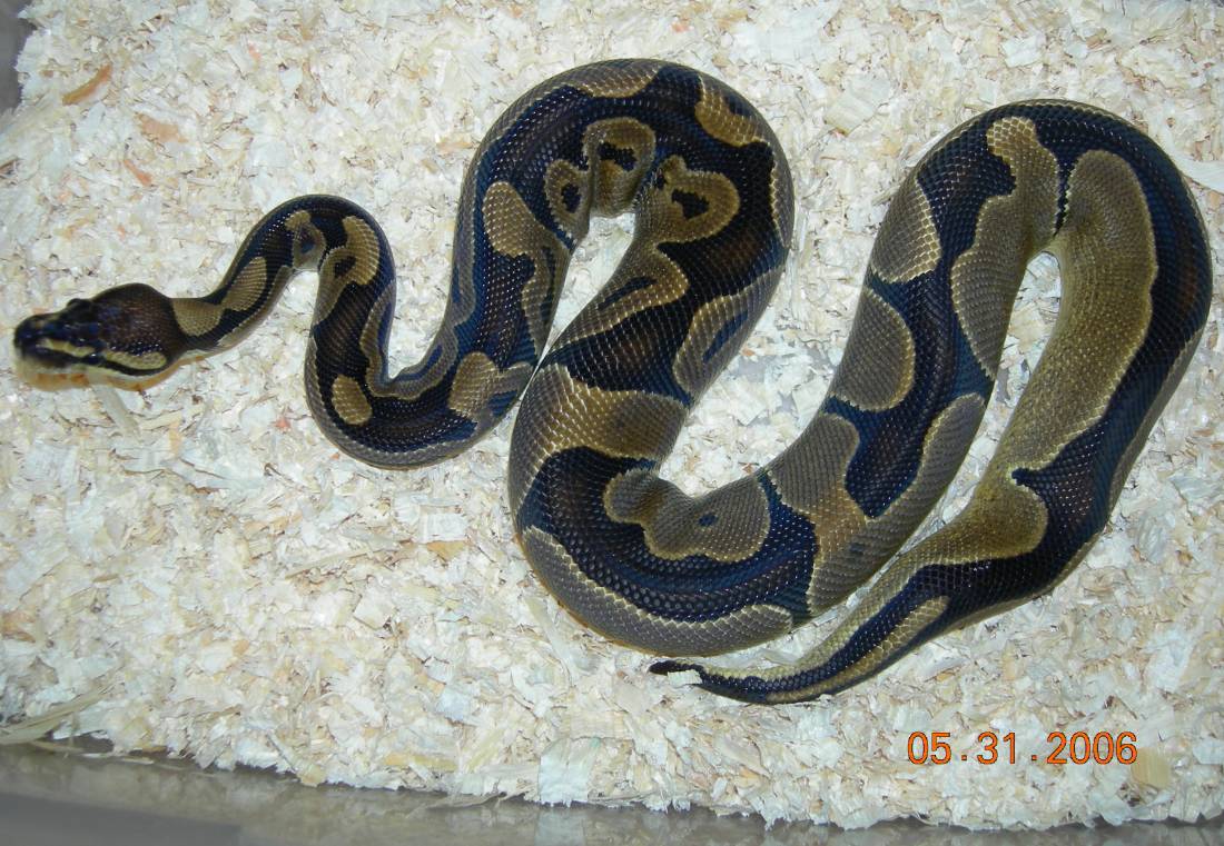 reduced pattern female