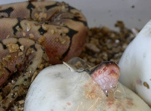 Spider ball clutch hatching