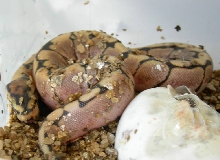 First to hatch, morning surprise