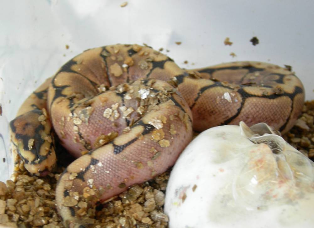 First to hatch, morning surprise