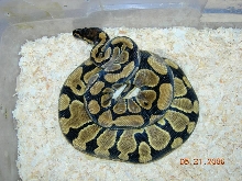 different female