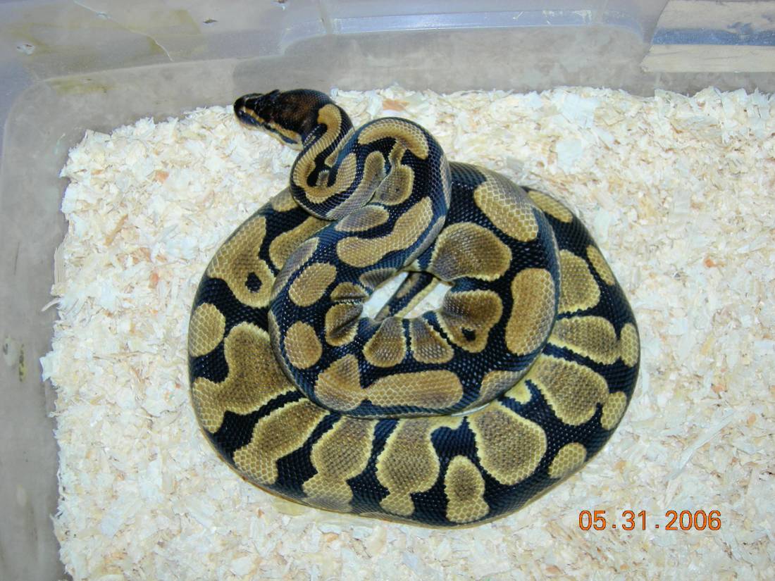 different female