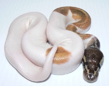 Mojave Piebald