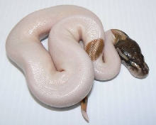 Mojave Piebald