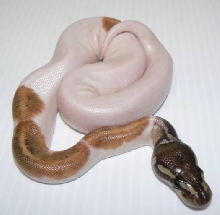 Mojave Piebald