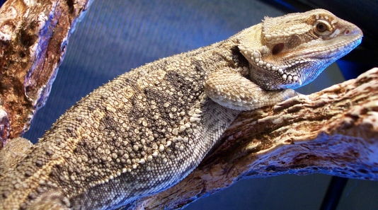 just relaxing after breakfast