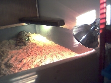 Sulcatta and Testudo Turtle Table