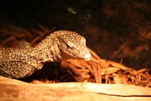 Mangrove Monitor