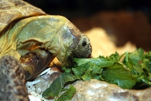 Russian Tortoise Eating