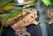 Suriname Toad (pipa pipa)