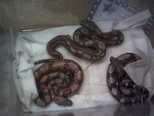 Baby Colours