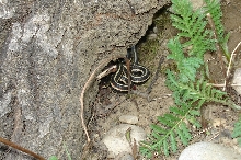 Albertan thamnophis