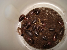 unknown roach species