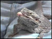 Draco