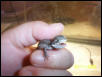 First Hatched_91103