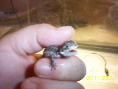 First Hatched_91103