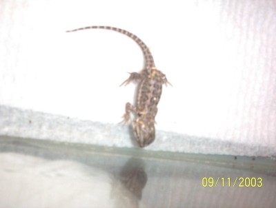 Second Hatched