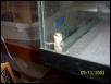 Third Hatched
