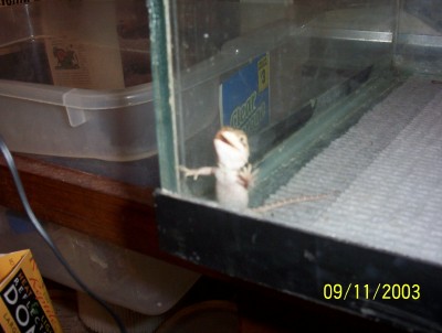 Third Hatched