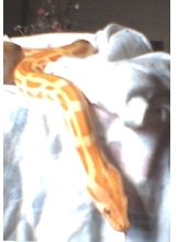 High Orange Albino Berm