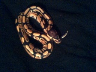 My New Ball Python